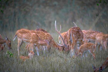 6 Days Nainital, Ranikhet, Kaushani & Jim Corbett Tour